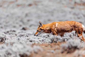 Image showing hunting ethiopian wolf, Canis simensis, Ethiopia