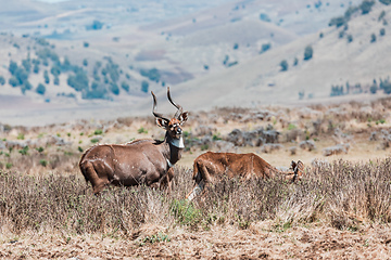 Image showing Mountain nyala, Ethiopia, Africa wildlife