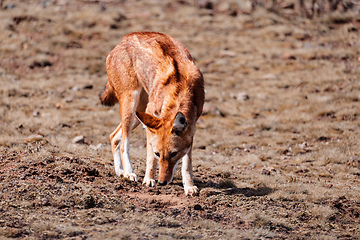 Image showing hunting ethiopian wolf, Canis simensis, Ethiopia