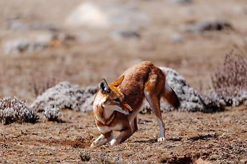 Image showing hunting ethiopian wolf, Canis simensis, Ethiopia