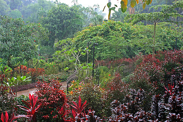 Image showing Botanical garden in Singapore