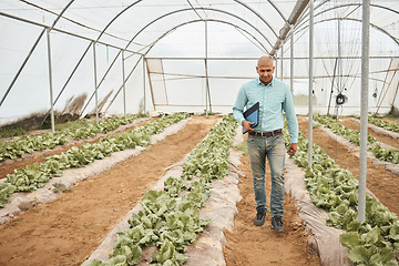 Image showing Farmer, clipboard or walking in farming check, greenhouse analytics or lettuce growth research in crop compliance. Agriculture, countryside or garden field in inspection man or nature food innovation