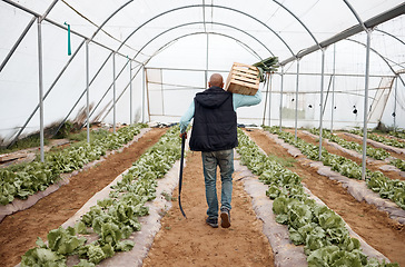 Image showing Man, walking or harvesting vegetables in crate, greenhouse land or agriculture field for export logistics sales. Shovel, farmer or farming worker with box for food crops collection or customer retail