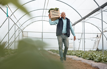 Image showing Worker, walking or vegetables crate for agriculture harvesting, greenhouse growth or field produce for export logistics sales. Farmer, man or farming box for food crops collection or customer retail