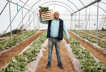 Image showing Farmer, portrait and harvesting vegetables in crate, greenhouse land or agriculture field for export logistics sales. Smile, happy or farming man with box for food crops collection or customer retail