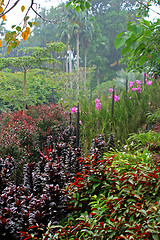 Image showing Botanical garden in Singapore