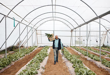 Image showing Worker, walking or harvesting vegetables with crate, greenhouse land tools or agriculture field in export logistics sales. Farmer, farming or man with box for food crops collection or customer retail