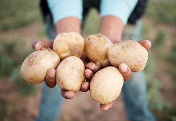 Image showing Black man, hands or harvesting potatoes in farm, agriculture field or countryside nature environment in export logistics sales. Zoom, farmer or farming worker and ground vegetables, food or soil crop