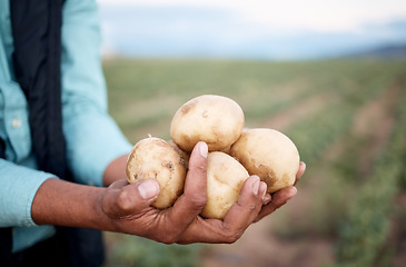 Image showing Worker, hands or harvesting potatoes in farm, agriculture field growth or countryside nature environment in export logistics sales. Zoom, black man or farmer with ground vegetables food or soil crops