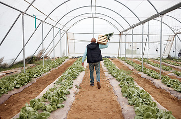 Image showing Farmer, walking or harvesting vegetables in crate, greenhouse land or agriculture field for export logistics sales. Back, man or farming worker with box for food crops collection or customer retail