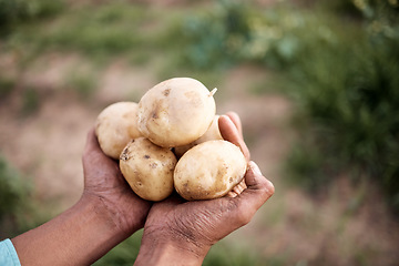 Image showing Farmer, hands or harvesting potatoes in farm, agriculture field growth or countryside nature environment in export logistics sales. Zoom, man or farming worker and ground vegetables food or soil crop