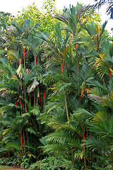 Image showing Botanical garden in Singapore