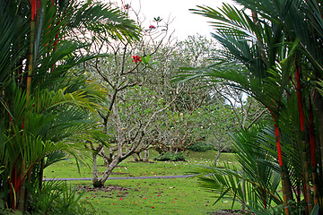 Image showing Botanical garden in Singapore