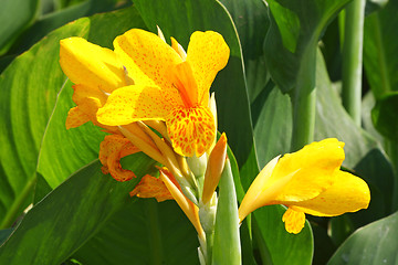 Image showing Yellow lily