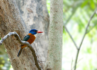 Image showing beautiful colorful bird green-backed kingfisher