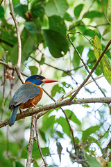 Image showing beautiful colorful bird green-backed kingfisher