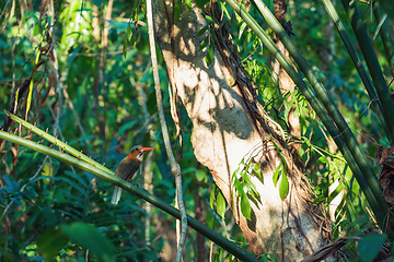 Image showing beautiful colorful bird green-backed kingfisher