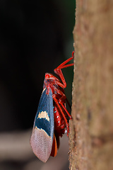 Image showing Lantern Bug (Scamandra tethis), Tangkoko Batuangus Nature Reserve, Sulawesi, Indonesia