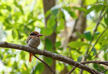 Image showing beautiful bird Lilac-cheeked Kingfisher or Celebes flat-billed kingfisher, Cittura cyanotis, sitting on the branch in the green tropical Tangkoko forest. Indonesia wildlife