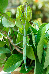 Image showing Phasmatodea, Stick insects, Indonesia wildlife