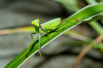 Image showing praying mantis on leaf, Sulawesi, Indonesia