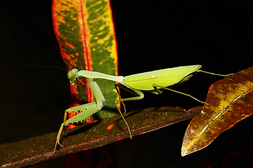 Image showing praying mantis on leaf, Sulawesi, Indonesia