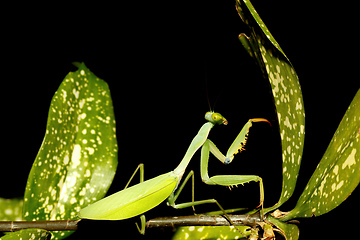 Image showing praying mantis on leaf, Sulawesi, Indonesia