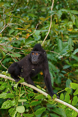 Image showing endemic sulawesi monkey Celebes crested macaque