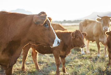 Image showing Sustainable, agriculture and cows on a livestock farm in nature for dairy or beef production. Farming, environment and cattle animals on a agro field grazing on grass in the eco friendly countryside.