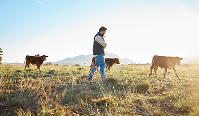 Image showing Man, farmer and animals in the countryside for agriculture, travel or natural environment in nature. Male traveler on farm walking on grass field with livestock leading the herd of cattle or cows