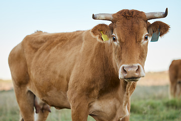 Image showing Sustainability, farming and portrait of cow on field, animal in countryside with mountains, sustainable dairy and beef production. Nature, meat and milk farm, cattle grazing on grass in agriculture.