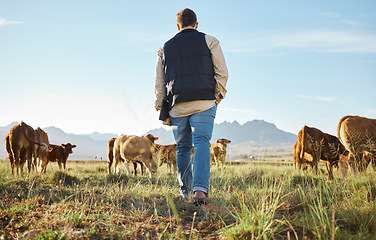 Image showing Man, farm and herd of animals in the countryside for agriculture, travel or natural environment. Male farmer walking on grass field with livestock, cattle or cows for nature, growth or sustainability