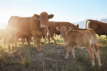 Image showing Agriculture, sustainable and cows on a livestock farm for a industry small business in nature. Eco friendly, sustainability and agro field with animals grazing or eating grass in the countryside.