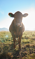 Image showing Sun, farming and portrait of cow, animal in countryside with mountains and meadow, sustainable dairy and beef production. Nature, meat and milk farm, cattle on grass and sustainability in agriculture