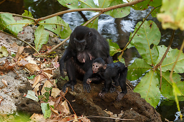 Image showing endemic sulawesi monkey Celebes crested macaque