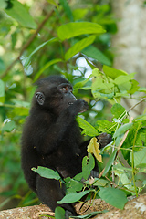 Image showing endemic sulawesi monkey Celebes crested macaque