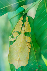 Image showing asian insect phyllium giganteum