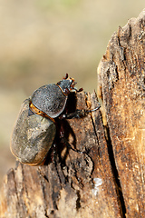 Image showing Rhinoceros beetle in Tangkoko rainforest.