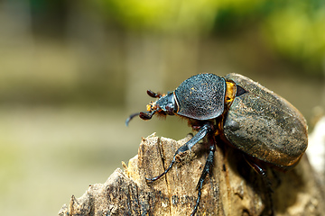 Image showing Rhinoceros beetle in Tangkoko rainforest.