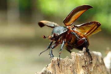Image showing Rhinoceros beetle in Tangkoko rainforest.
