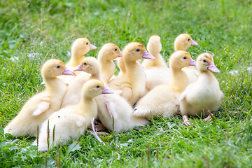 Image showing Cute little ducklings in springtime