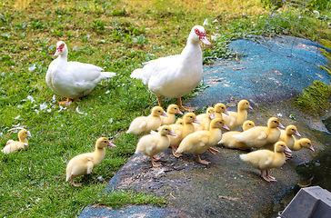 Image showing Cute little ducklings in springtime