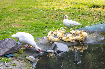 Image showing Cute little ducklings in springtime