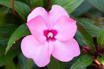 Image showing pink flower New Guinea impatiens