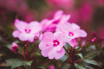 Image showing pink flower New Guinea impatiens