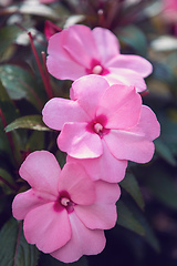 Image showing pink flower New Guinea impatiens