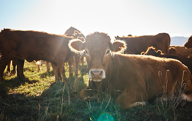 Image showing Summer farm, sustainability and cows on field, happy animals in countryside with mountains, sustainable dairy and beef production. Nature, meat and milk farming, cattle on grass in eco agriculture.