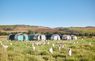 Image showing Chicken, farm or countryside grass landscape for food, meat or protein eggs industry in nature, environment or agriculture. Poultry, birds or housing coops on farming field for agro production export