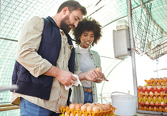 Image showing Chicken farmers, egg production and people check inventory of stock, logistics or supply chain in food industry. Man, woman and poultry workers farming for eggs, inspection and growth of eco export