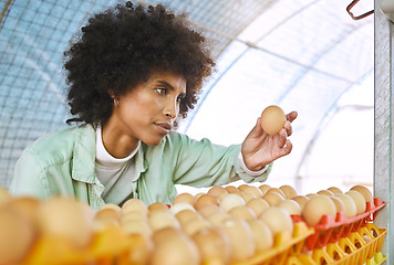 Image showing Farm, agriculture and black woman check egg for inspection, growth production and food industry. Poultry farming, livestock and female farmer with chicken eggs for order, protein and quality control